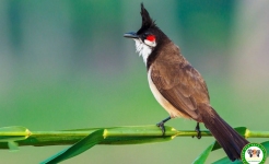 Kiểm tra cửa hàng chim cảnh nổi tiếng ở TPHCM, tạm giữ 341 con chim đủ loại