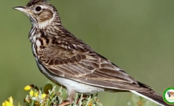 Chim sơn ca Loài chim biểu tượng của văn hóa Việt Nam