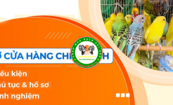 Thủ tục, điều kiện, kinh nghiệm mở cửa hàng bán chim cảnh
