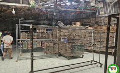 Chơi chim cảnh: Sở thích nhỏ, coi chừng rủi ro lớn