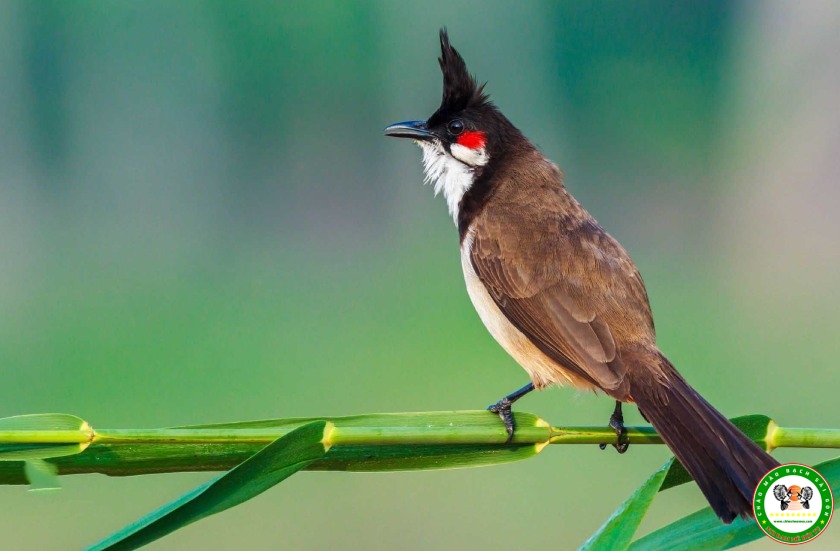 Kiểm tra cửa hàng chim cảnh nổi tiếng ở TPHCM, tạm giữ 341 con chim đủ loại