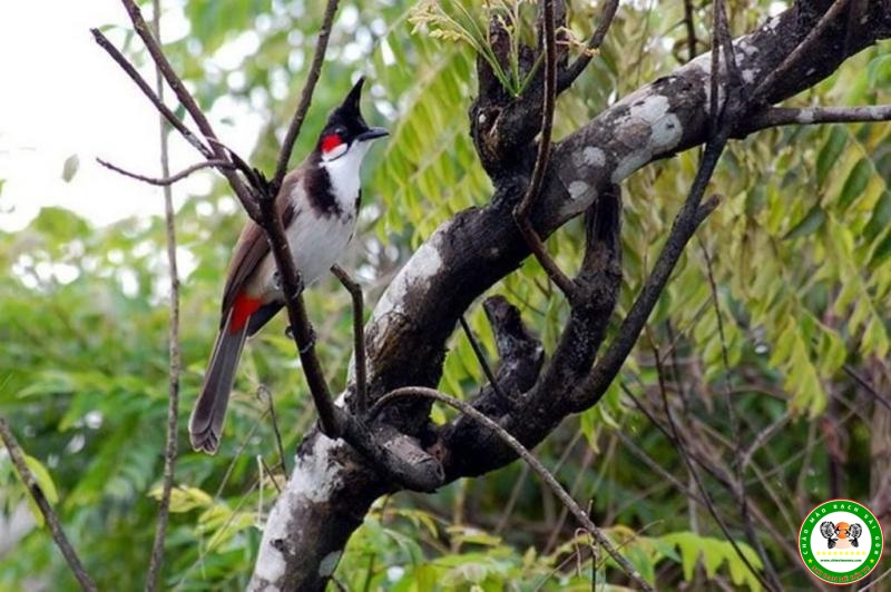 Chào mào Trung Mang